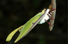 Actias luna - Luna Moth