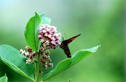 Milkweed - Monarch Larval Host Plant