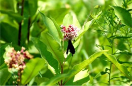 Milkweed with Swallowtail - Monarch Larval Host Plant