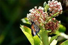 Milkweed - Monarch Larval Host Plant