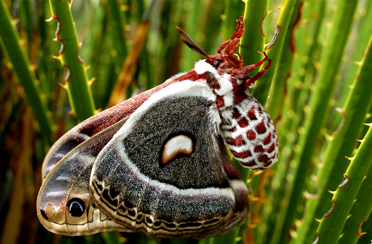 Arthropod Insects