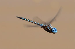 Rhionaeschna multicolor - Blue-eyed Darner in Flight