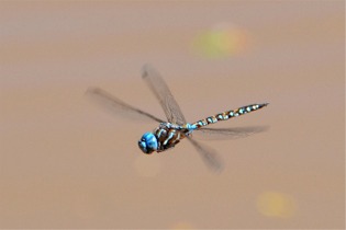 Rhionaeschna multicolor - Blue-eyed Darner in Flight