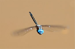 Rhionaeschna multicolor - Blue-eyed Darner in Flight