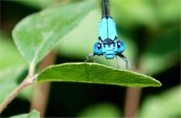 Damselfly