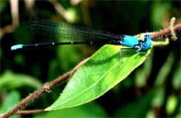 Damselfly