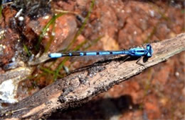 Damselfly