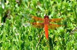 Dragonfly