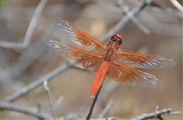 Dragonfly