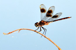 Brachymesia gravida - Four-spotted Pennant