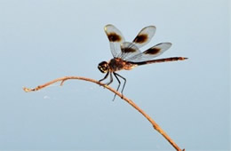 Brachymesia gravida - Four-spotted Pennant