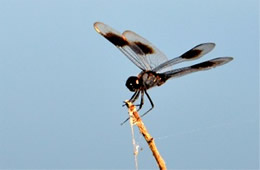 Brachymesia gravida - Four-spotted Pennant