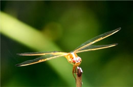 Libellula auripennis - Golden-winged Skimmer