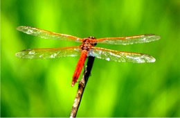 Libellula auripennis - Golden-winged Skimmer