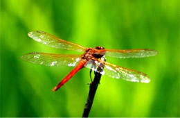 Libellula auripennis - Golden-winged Skimmer