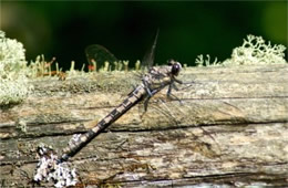 Tachopteryx thoreyi - Gray Petaltail Dragonfly
