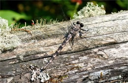 Tachopteryx thoreyi - Gray Petaltail Dragonfly