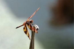 Celithemis eponina - Halloween Pennant Dragonfly