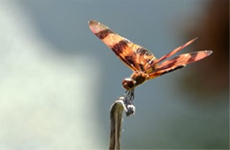 Celithemis eponina - Halloween Pennant Dragonfly