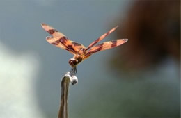 Celithemis eponina - Halloween Pennant Dragonfly