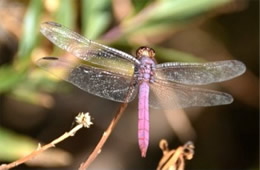 Orthemis ferruginea - Roseate Skimmer