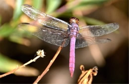 Orthemis ferruginea - Roseate Skimmer