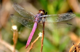 Orthemis ferruginea - Roseate Skimmer