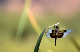 Libellula luctuosa - Widow Skimmer