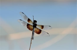 Libellula luctuosa - Widow Skimmer