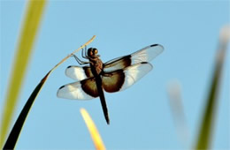 Libellula luctuosa - Widow Skimmer