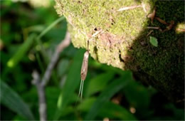 Brachypremna dispellens - Hanging Crane Fly