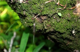 Brachypremna dispellens - Hanging Crane Fly