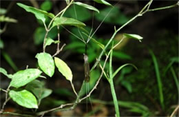 Brachypremna dispellens - Hanging Crane Fly