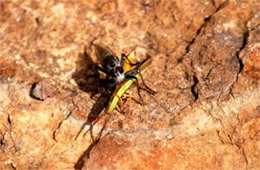 Robber Fly with Grasshopper Prey