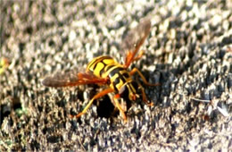 Milesia virginiensis - Yellowjacket Hover Fly