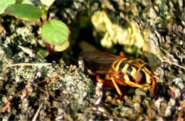 Milesia virginiensis - Yellowjacket Hover Fly