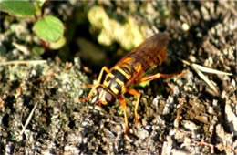 Milesia virginiensis - Yellowjacket Hover Fly