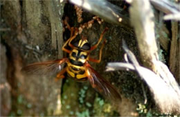 Milesia virginiensis - Yellowjacket Hover Fly