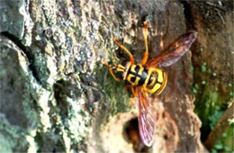 Milesia virginiensis - Yellowjacket Hover Fly