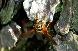 Milesia virginiensis - Yellowjacket Hover Fly