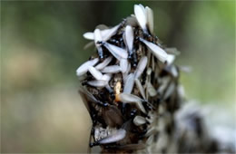 Isoptera - Termites