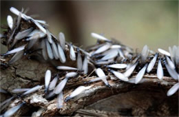 Isoptera - Termites