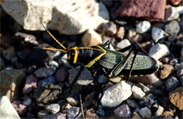 Taeniopoda eques - Horse Lubber Grasshopper