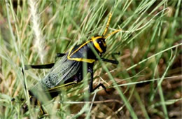 Taeniopoda eques - Horse Lubber Grasshopper