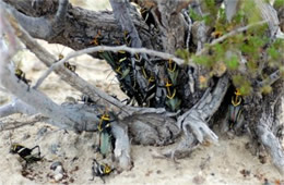 Taeniopoda eques - Horse Lubber Grasshopper