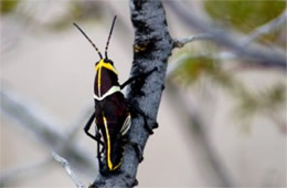 Taeniopoda eques - Horse Lubber Grasshopper