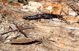 Anisomorpha buprestoides - Two-striped Walkingstick