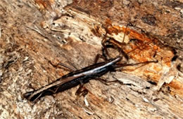 Anisomorpha buprestoides - Two-striped Walkingstick