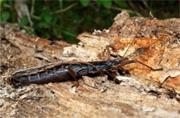 Anisomorpha buprestoides - Two-striped Walkingstick