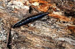 Anisomorpha buprestoides - Two-striped Walkingstick